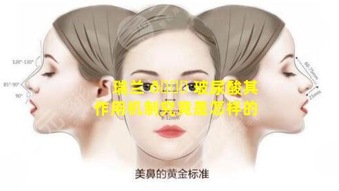 瑞兰 🐝 玻尿酸其作用机制究竟是怎样的